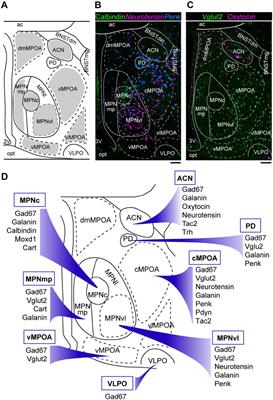 Cellular Composition of the Preoptic Area Regulating Sleep, Parental, and Sexual Behavior